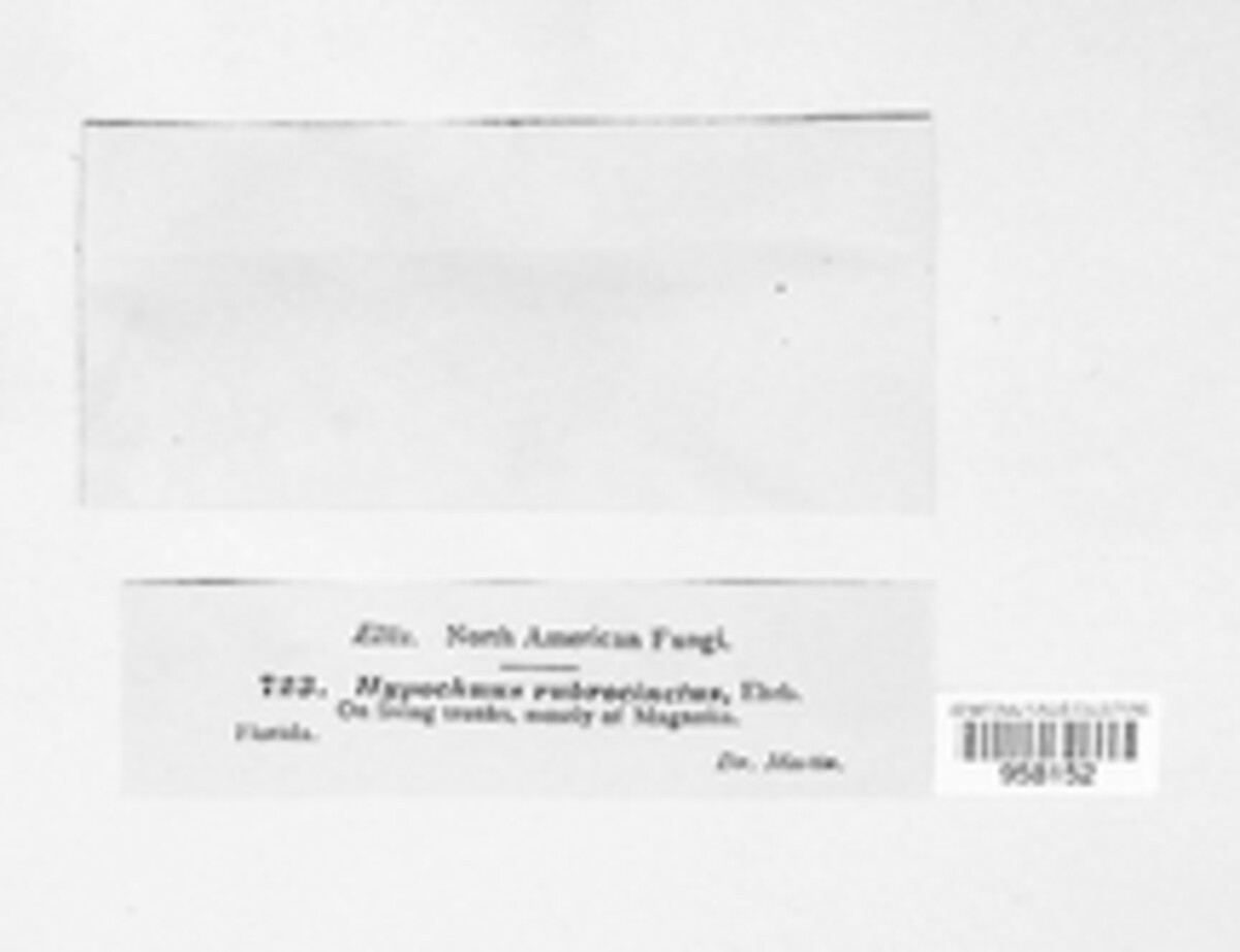 Herpothallon rubrocinctum image